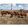 Image 2 : Rick Matz - 20 November Delivery Red Angus X Bred Heifers (Strathmore, AB)