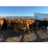 Image 10 : Poplarview Stock Farm - 875# November Delivery Grass Heifers - 140 Head (Pipestone, MB)