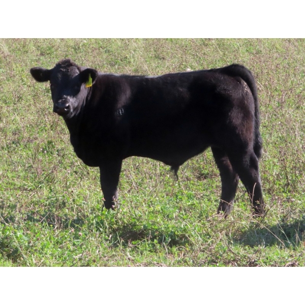 Brad & Marcia Polvi - 560# November Delivery Steer Calves - 30 Head (Rocanville, SK)