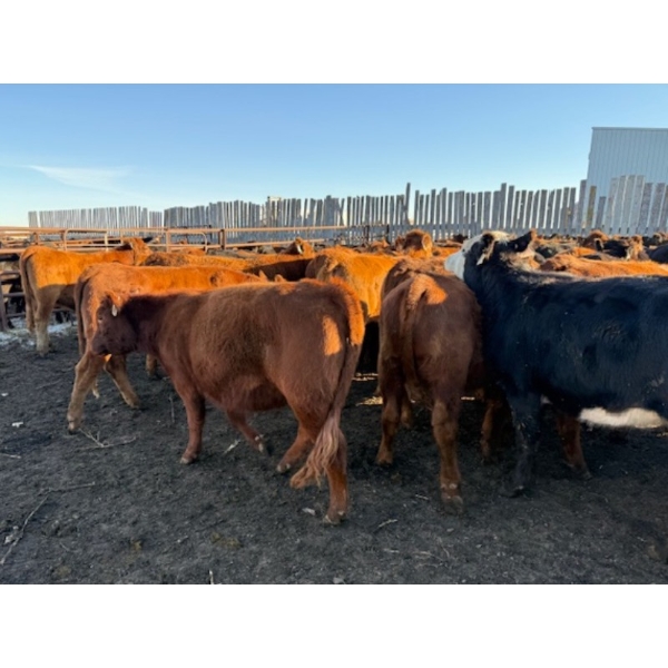 Poplarview Stock Farm - 875# November Delivery Grass Heifers - 140 Head (Pipestone, MB)