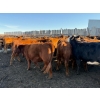 Image 1 : Poplarview Stock Farm - 875# November Delivery Grass Heifers - 140 Head (Pipestone, MB)
