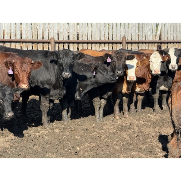 Chipping Hill Cattle Co. - 950# October Delivery Heifers - 128 Head (MacGregor, MB)