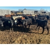 Image 6 : Wade Fewings - 650# March/April Delivery Steers - 71 Head (Pierson, MB) VBP+