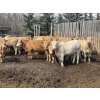 Image 2 : Midpoint Farms - 1000# May Delivery Steers - 62 Head (Drayton Valley, AB)