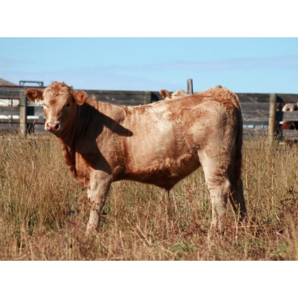F Nester Ranching - 550# October Delivery Steer Calves - 110 Head (Picture Butte, AB) VBP+