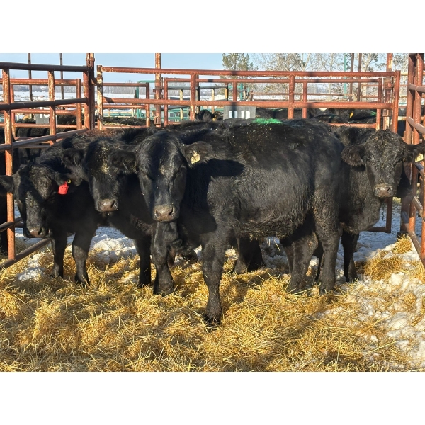 Red Deer Feeder Association Ltd. - 5 Heifers (Pen 141)