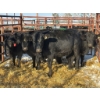 Image 1 : Red Deer Feeder Association Ltd. - 5 Heifers (Pen 141)