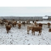 Image 6 : Franklin Cattle Co. - 680# February Delivery Steers - 140 Head (Grenfell, SK)