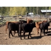 Image 9 : Alan Fridlington - 730# May Delivery Heifers - 162 Head (Kersley, BC)