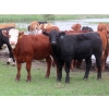 Image 4 : Ranahan Ranch - 950# June Delivery Steers - 65 Head (Whitewood, SK)
