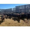 Image 3 : Clay Ridge Stock Farms Inc. - 625# May Delivery Heifers - 56 Head (Fairlight, SK)