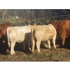 Image 11 : Squaw Valley Ranch - 840# October Delivery Steer Calves - 70 Head (Lumby, BC)