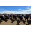 Image 5 : Ripple Rock Ranch - 765# June Delivery Heifers - 155 Head (Fincastle, AB)