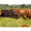 Image 2 : Hockridge Farms Ltd. - 675# December Delivery Steer Calves - 180 Head (Dauphin, MB) VBP+