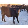 Image 4 : BN Ranch - 730# January Delivery Steers - 240 Head (Boyle, AB)