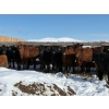 Antelope Butte Ranch - 744# March Delivery Steers - 82 Head (Lundbreck, AB) VBP+