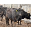Image 5 : Doerksen Farms - 1000# August Delivery Heifers - 63 Head (Gem, AB)