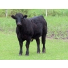 Image 13 : Ranahan Ranch - 950# June Delivery Steers - 65 Head (Whitewood, SK)