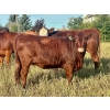 Image 6 : Valley View Ranch - 945# September Delivery Grass Heifers - 58 Head (Strathmore, AB)