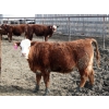 Image 6 : A&A Farms - 25 RNK Replacement Heifers (Coaldale, AB)