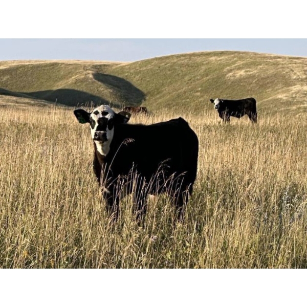 Jim Brothers Land & Cattle - 475# October Steer Calves - 35 Head (Nanton, AB)