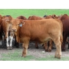 Image 12 : Ranahan Ranch - 950# June Delivery Steers - 65 Head (Whitewood, SK)