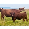 Image 2 : Mullen Land & Cattle Co. - 700# September Delivery Steer Calves - 86 Head (Peers, AB)