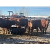 Image 4 : Twisted K Limousin - 680# February Delivery Heifers - 70 Head (Byemoor, AB)
