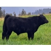 Image 2 : Schweb Family Cattle - 650# October Delivery Steer Calves - 90 Head (Logan Lake, BC)