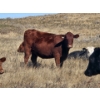 Image 8 : South Ridge Farms (Jeff Lewandowski) - 2 RED Heifers (Pen 431)