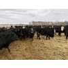 Image 2 : Cunningham Cattle Co. - 875# February Delivery Heifers - 180 Head (Sundre, AB)