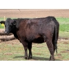 Image 11 : Kyle Torkelson - 10 Black 1st Calf Pairs (Millicent, AB)