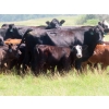 Image 5 : Calvin Rydzik - 525# November Delivery Heifer Calves - 110 Head (Glenavon, SK)
