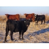 Image 6 : Jeff & Bonnie Resch - 1020# November Grass Heifers - 300 Head (Leader, SK)