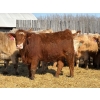 Image 5 : Brandt Boys Beef & Grain - 925# March/April Delivery Heifers - 65 Head (Tolstoi, MB)