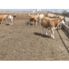 Image 8 : Cattlewood Farms Ltd. - 735# June Delivery Heifers - 57 Head (Fincastle, AB)