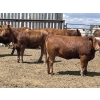 Image 11 : Lone Star Cattle Co. - 980# June Delivery Heifers - 215 Head (Strathmore, AB)