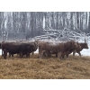 Image 4 : Zuchkan Farms Land & Livestock Ltd. - 52 Red/Tan April/May Calving Bred Heifers (Foam Lake, SK)