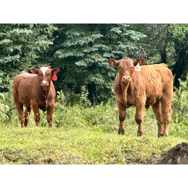 Luke Ball & Family - 610# November Delivery Steer Calves - 105 Head (Millarville, AB)
