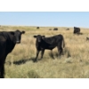 Image 13 : Rommens Farm Ltd. - 575# October Delivery Steer Calves - 65 Head (Brooks, AB)
