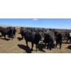 Image 4 : Cattlewood Farms Ltd. - 750# May Delivery Heifers - 170 Head (Swalwell, AB)