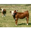 Image 12 : Mullen Land & Cattle Co. - 550# September Delivery Heifer Calves - 112 Head (Peers, AB)