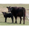 Image 3 : Lamb Cattle Company - 500# October Delivery Heifer Calves - 230 Head (Hanley, SK)