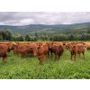 Image 5 : Crystal Lake Ranch - 875# July Delivery Steers - 70 Head (Malakwa, BC)