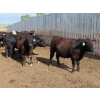 Image 9 : Little Rainbow Ranch - 820# June Delivery Steers - 144 Head (Moosomin, SK)
