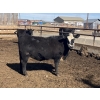 Image 7 : Jarokosky Farms - 800# March/April Delivery Heifers - 25 Head (Lethbridge, AB)
