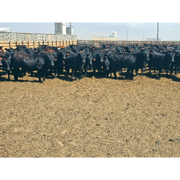 M.S. MacLean Livestock - 1020# May Delivery Steers - 59 Head (Coaldale, AB)