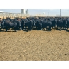 Image 1 : M.S. MacLean Livestock - 1020# May Delivery Steers - 59 Head (Coaldale, AB)
