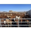 Image 2 : Westview Feeders - 1000# July Delivery Steers - 180 Head (Monarch, AB)