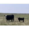Wever Farms Ltd. - 460# October Delivery Steer Calves - 330 Head (Fox Valley, SK)